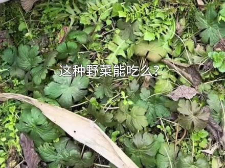 又到了挖野菜的季节,认识不同种类的野菜,每一种都是春天的味道 #挖野菜 #春天的味道 #踏春 #野外美食