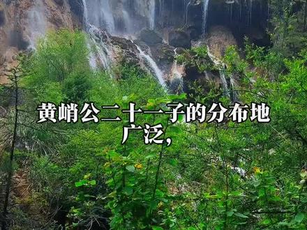 黄氏家族一家亲#黄氏