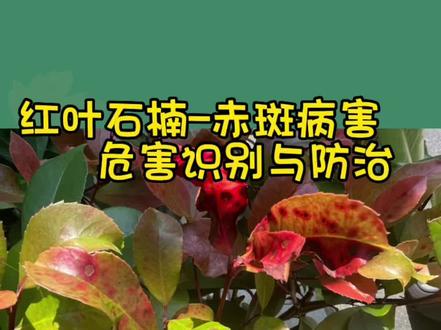 #虫害识别与防治 红叶石楠–赤斑病危害识别与防治