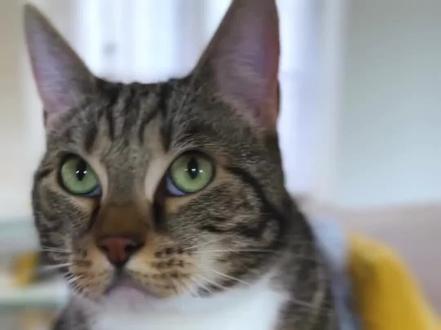 猫叫翻译成中文?浙大团队做出了全球首款 #AI宠物 #可穿戴设备 #浙大科技