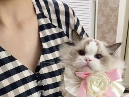 带你认识一下,治愈我的天使小猫。