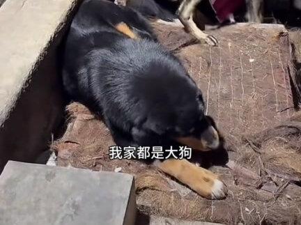 骏良这个聪明,可不敢再聪明了骏良#骏良 #骏良的狗