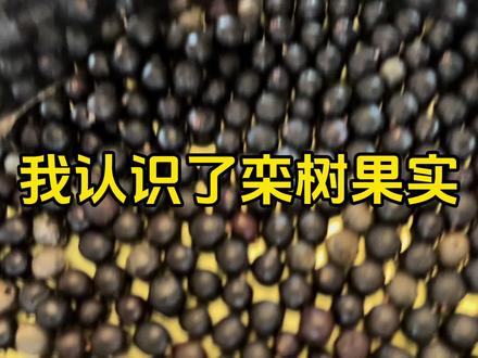 我认识了栾树果实#果实 #普及知识 #儿时记忆 #幼儿观察力 #幼儿探索