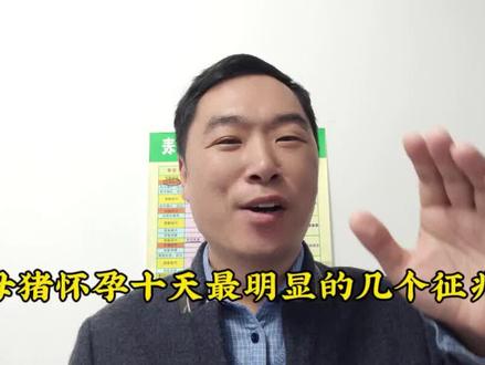 母猪怀孕十天最明显的几个征兆! #科学养猪 #怀孕母猪 #母猪养殖技术 #母猪 #猪价行情