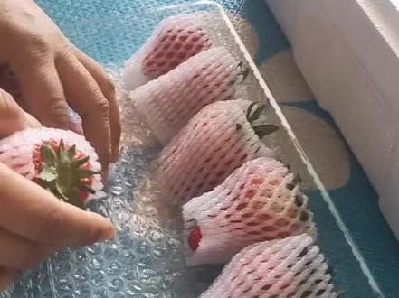 草莓发快递打包流程#丹东九九草莓