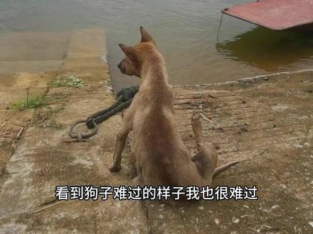 谁知道这是什么情况?
#狗狗 #狗崽 #人与动物 #动物 #万物有灵