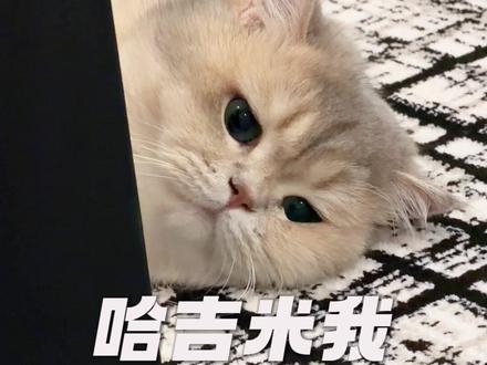 坏了 让他学会了 #哈基米南北绿豆 #猫咪日常