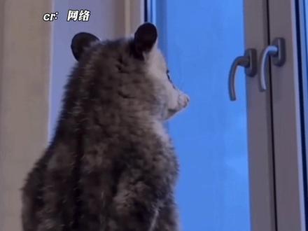 负鼠:不是说人生没那么多观众吗 #负鼠 #抽象 #搞笑