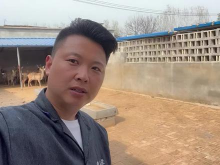 梅花鹿养殖场规划,鹿圈建设方案分享… #梅花鹿养殖 #养殖