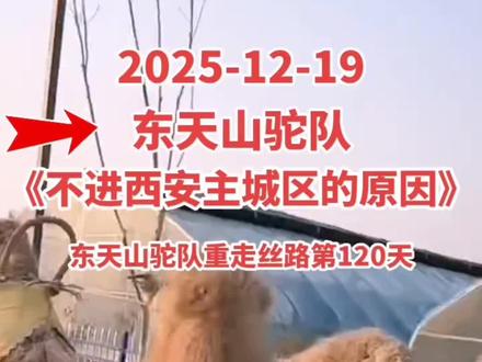 驼队已郑重声明丝绸之路起点是西安!还有800公里,一切顺利的话也要25天左右才能到洛阳。西安主城区确实不适宜于走骆驼 ,请某些人理解。天山骆驼队打卡咸阳茯茶小镇,西安高陵泾渭分明拾光农场,已休整过,天山骆驼队从新疆出发,一路沿着丝绸之路,徒步2700公里前往河南洛阳,现在已经过境西安市高陵区泾渭分明沿渭河一路向东去往洛阳!闯过无人区,扛过12级大风!厉害了~# vlog #天山骆驼队 #泾渭分明 #椒發發东环路店营业中 #高陵文旅