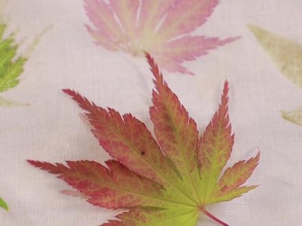 暑假自然作业,叶片拓印。和小朋友一起留下自然的痕迹。#压花 #花园 #暑假