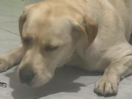 狗狗哭相大盘点,看完直接笑破防! #狗狗哭泣#萌宠搞笑#又心疼又好笑#动物科普