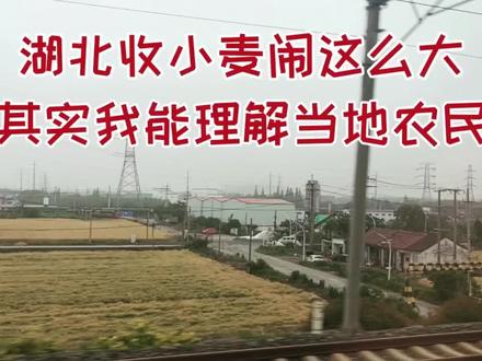 湖北收小麦闹这么大,其实我能理解当地农民。 #麦收 #收麦 #湖北襄阳 #收割机 #姚哥跑火车