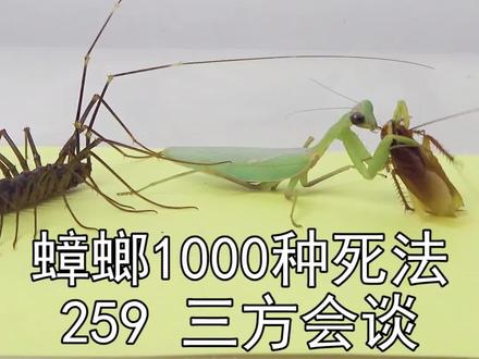 蟑螂,蚰蜒,螳螂,三方退谈,其实是三方大混战,谁会是最后的赢家?