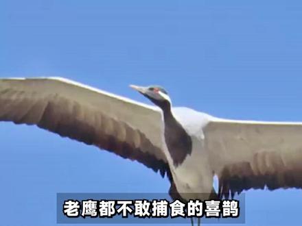 老鹰都不敢捕食的喜鹊,为什麽没有泛滥成灾,喜鹊的天敌是什麽? #喜鹊 #老鹰 #科普知识 #科普 #抖音精选