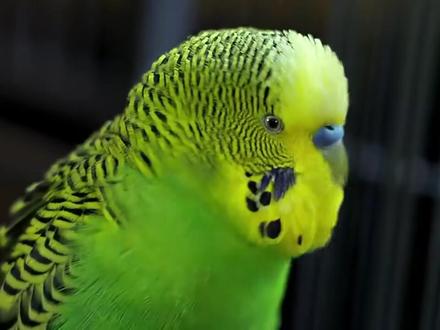 【虎皮科普】一些虎皮鹦鹉叫声的含义,有你熟悉的