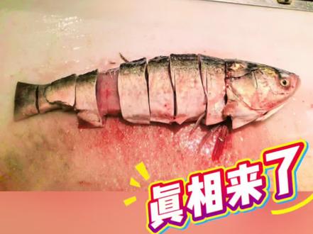 今日小常识分享:
活鱼宰杀后,鱼肉会经历一个僵直过程,肌肉纤维会收缩,当鱼被剁成小块时,这种收缩在无骨的一面表现得更为明显,因为缺少了鱼骨的支撑,导致肉眼观察时感觉“短了”。