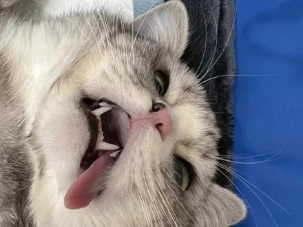 猫咪绝育为什么要吐舌头呢?
#谁能拒绝傻憨憨的小猫咪 #萌宠出道计划 #科学养宠攻略 #可爱到爆炸💥