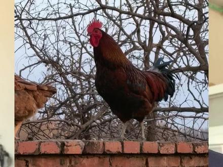 有没有自家养的阉鸡,咱们换一下。#三农#农村养殖#农村土鸡