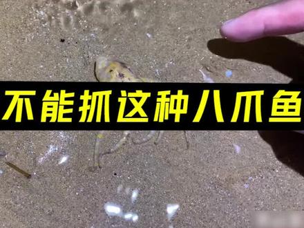 赶海看见这种(蓝环)章鱼千万别用手抓,有毒。视频来源:#西瓜创作人:大齐赶海 #赶海 #海钓