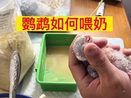 #创作灵感 #手养鹦鹉 #鹦鹉喂奶 #养鸟 #神奇动物在抖音 今天几个人问我如何给小鹦鹉喂奶,特做了个视频,你学会了没?