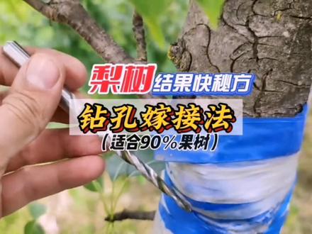 钻孔嫁接让你的果树第二年可以开花结果!梨树嫁接!#来抖音学农技 #嫁接技术 #三农 #种植小技巧 #新农村计划2022 @DOU+小助手