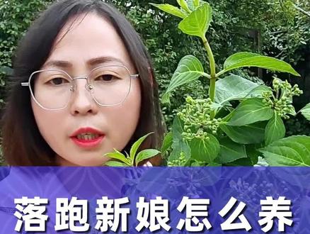 落跑新娘绣球怎么养?你了解了吗? #落跑新娘绣球的养护 #落跑新娘的养殖方法 #绣球花 #养花小知识 #爱生活爱养花