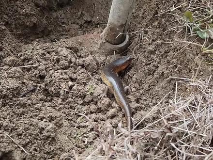 挖地挖到了一只冬眠的四脚蛇,现在很少见 #真实户外 #大自然 #我的乡村生活