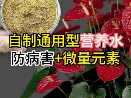 #当我爱上养花 自制通用营养水既防病害又补营养#自制营养水 #养花小技巧 #绿植花卉