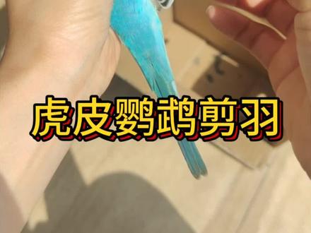 虎皮鹦鹉剪羽#鹦鹉日常 #鹦鹉小白 #鹦鹉直播间