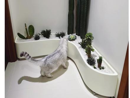 终于在家实现了自己的庭院梦想,自己动手就能实现的绿植景观,随时让你感受庭院风情#我的阳台小花园