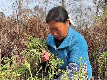 山上的蕨菜都长出来了,今天摘些回去做个凉拌蕨菜,吃起来香辣脆嫩拿肉都不换~#我的乡村生活 #农村美食 #蕨菜