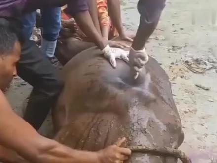 母牛肚皮膨胀如球,用手敲击还“咚咚”直响,兽医当即扎腹放气!