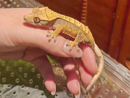 轻松上手睫角守宫(仅供参考)#守宫蜥蜴 #睫角守宫 #睫角守宫铲屎官 #睫角