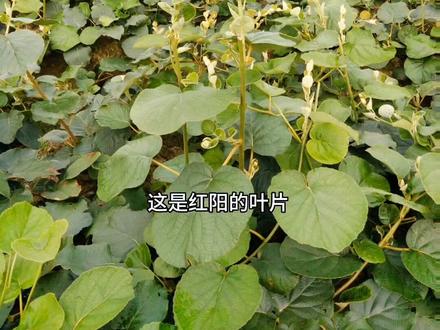 如何辨别和区分水杨桃/对萼猕猴桃,软枣猕猴桃,京梨猕猴桃,硬齿猕猴桃,黑蕊猕猴桃,大籽猕猴桃,阔叶猕猴桃#猕猴桃🥝