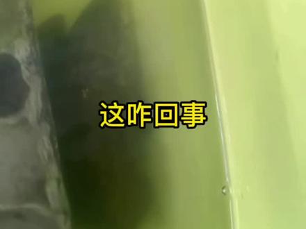 有哪位大师来讲解一下,鳜鱼咋侧着生活,确保鳜鱼没死#鳜鱼