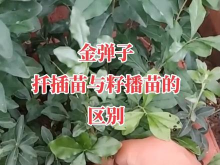 金弹子扦插苗与籽播苗的区别#金弹子