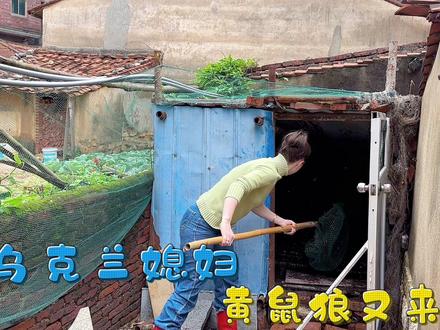 乌克兰媳妇再次遭遇黄鼠狼,黄鼠狼又来了#外国媳妇 #农村生活 #中外家庭 #婆媳 #到春天里躺一躺