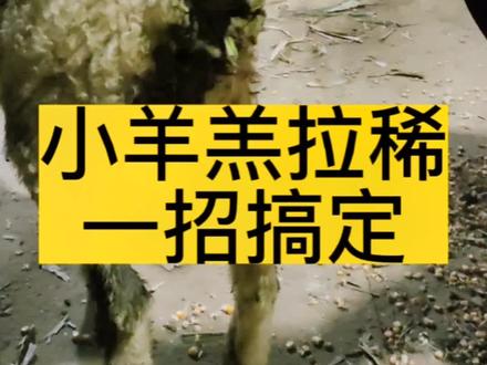 针对于小羊羔拉各种颜色的稀,灌服有效,性价比高。#养羊人 #养殖 #上热门 #抖音小助手 @DOU+小助手