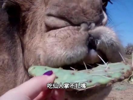 骆驼嘴里吐出的粉色“肉球”,是肿瘤还是它的胃?有何特殊作用?#科普 #科普一下 #科普知识 #科普达人 #创作者扶持计划