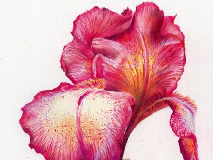 彩铅鸢尾花#彩铅 #彩铅手绘 #彩铅画 #手绘 #鸢尾花