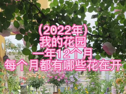 去年(2022年)我的露台花园一整年(12个月),每个月都有哪些花在开#露台花园 #已经开始期待春天了 #我的秘密花园