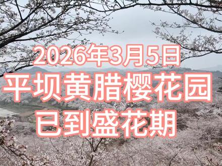 2026年3月5号,平坝樱花园,黄腊樱花园已到盛花期。不要错过喽#平坝樱花园 #黄腊樱花 #贵州美好推荐官 #贵安樱花园