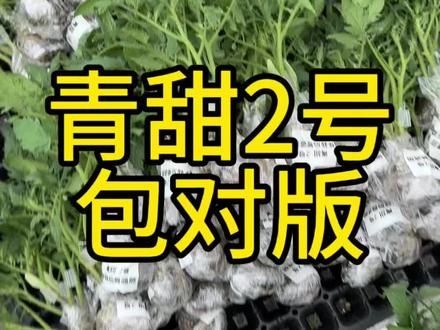 纯甜不酸的青甜小番茄,包对版发货#特色番茄种植 #番茄技术管理 #青甜二号 #纯甜番茄