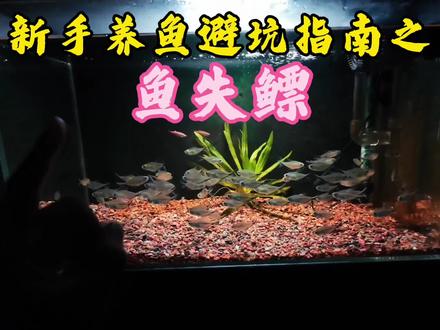 新手养鱼避坑指南之鱼失鳔,失鳔现象出现要及时治疗谨防加重病症 失鳔现象出现最明显的特征就是鱼儿在水体中呈倒立和侧翻以及游动异常等现象,通常这种情况出现后一定要及时安排停食,停食两到三天,配合静水和升温,升温至28到30度之间,再配合盐浴,使用3‰到5‰的浓度的盐进行盐浴,严重时也会伴有细菌感染,鱼儿体表会出现血丝和腹部鼓胀以及立鳞等现象,如果出现了细菌感染症状一定安排抗生素进行治疗,可选用呋喃唑酮和土霉素等进行辅助治疗,注意用杀菌药物时记得辅助爆氧❗#养鱼 #溪流缸 #养鱼日记 #失鳔 #锦鲤