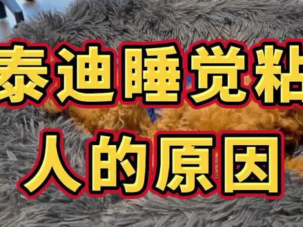 泰迪睡觉粘人的原因#狗狗 #宠物知识 #泰迪 #科学养宠攻略 #我和宠物日常