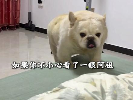 小梗宠物志法斗阿祖篇(不是啥狗) 依旧阿祖使用说明,依旧祖妈雷霆断句,依旧是一直啥狗#小梗人物纪录片解说 #人物志 #长毛法斗阿祖 #阿祖宇宙 #萌宠出道计划
