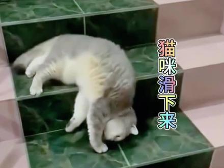 猫咪可真够懒的,竟然从台阶上滑下来#搞笑配音