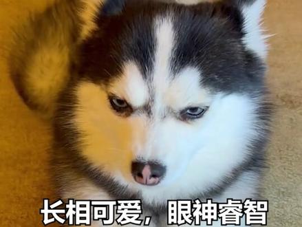 柯基的短腿基因真的牛!适不适合新手后面有说!最后不推荐普通人主动尝试混血哦!#狗狗 #混血狗 #串串狗 #柯基 #萨摩耶 #阿拉斯加