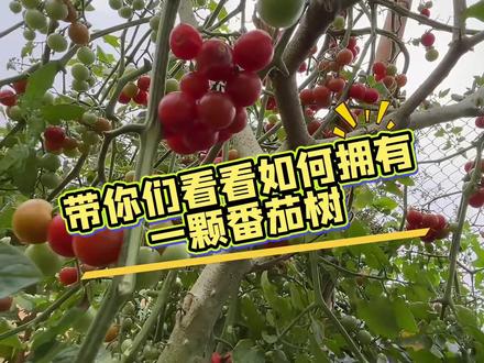 在野生茄子树上嫁接了番茄,品种是甜开胃酒,四个月的时间,小番茄挂满枝头#甜开胃酒小番茄 #番茄树